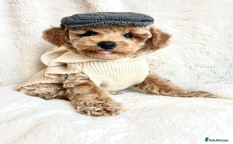 Toy Poodle dogs - Advert 6