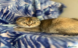 Scottish Fold cats for sale: Kittens Ready for Their Forever Homes - Image 31