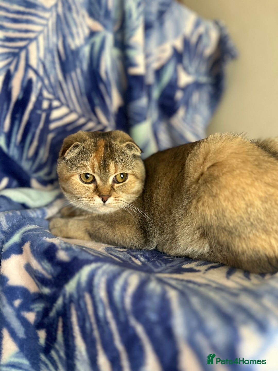 Scottish Fold cats for sale: Kittens Ready for Their Forever Homes - Image 31
