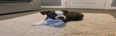 Boston Terrier Puppy 3 Male
