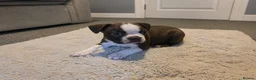 Boston Terrier dogs for sale: 🌸 Blossom's Beautiful Bostons 🌸  - Advert 20