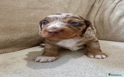 Miniature Dachshund dogs for sale: Stunning Kc Reg Long Hair Mini Dachshund puppies  - Image 22