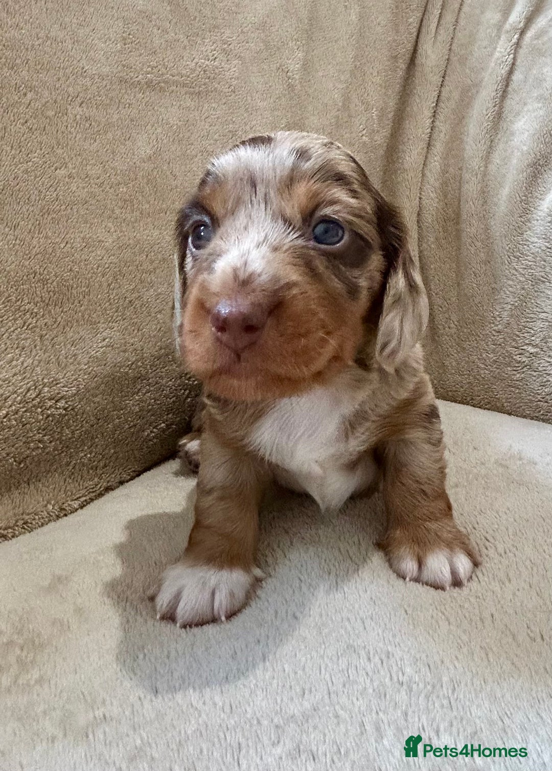 Miniature Dachshund dogs for sale: Stunning Kc Reg Long Hair Mini Dachshund puppies  - Image 22