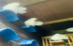 Pigeons birds for sale: Fan tail pigeons  - Image 2