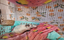 Rat rodents for sale: 2 lovely female rats - Image 3