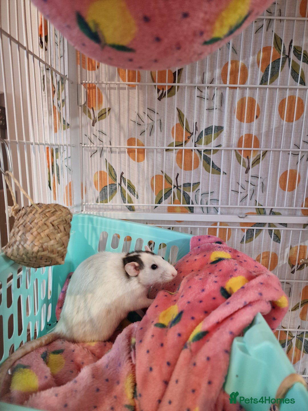 Rat rodents for sale: 2 lovely female rats - Image 3