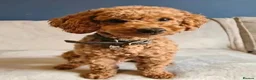 Cockapoo dogs for sale: Stunning F1BB Toy American Cockapoos - Advert 2