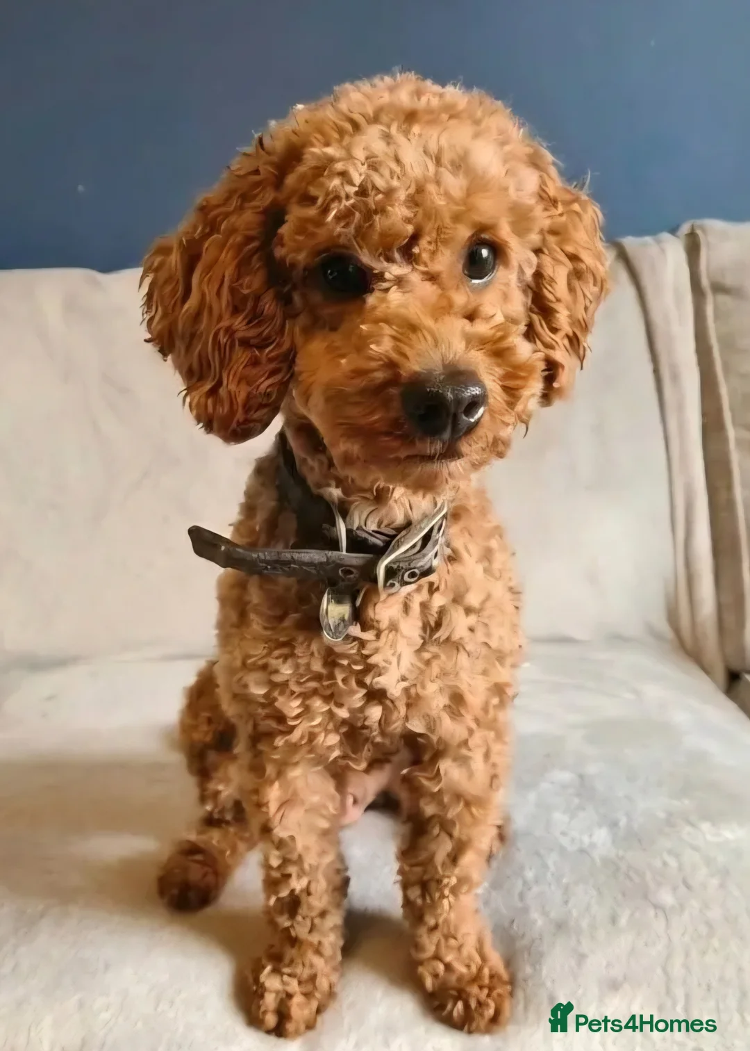 Cockapoo dogs for sale: Stunning F1BB Toy American Cockapoos - Advert 2