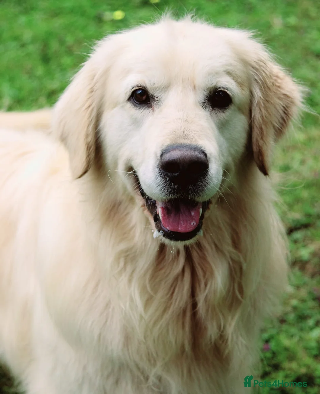 Golden Retriever dogs for stud: OUTSTANDING PEDIGREE EXCEPTIONALLY HEALTH TESTED in Doncaster - Advert 6