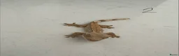 Gecko reptiles for sale:  Lilly white Crested gecko babies - Advert 9