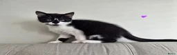 Mixed Breed cats for sale: Two sweet girls looking for their loving home in Grays - Advert 2
