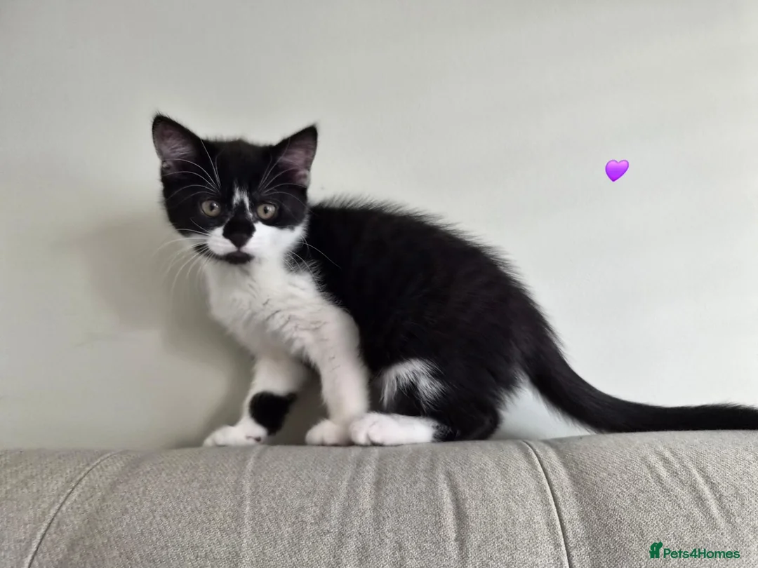 Mixed Breed cats for sale: Two sweet girls looking for their loving home in Grays - Advert 2