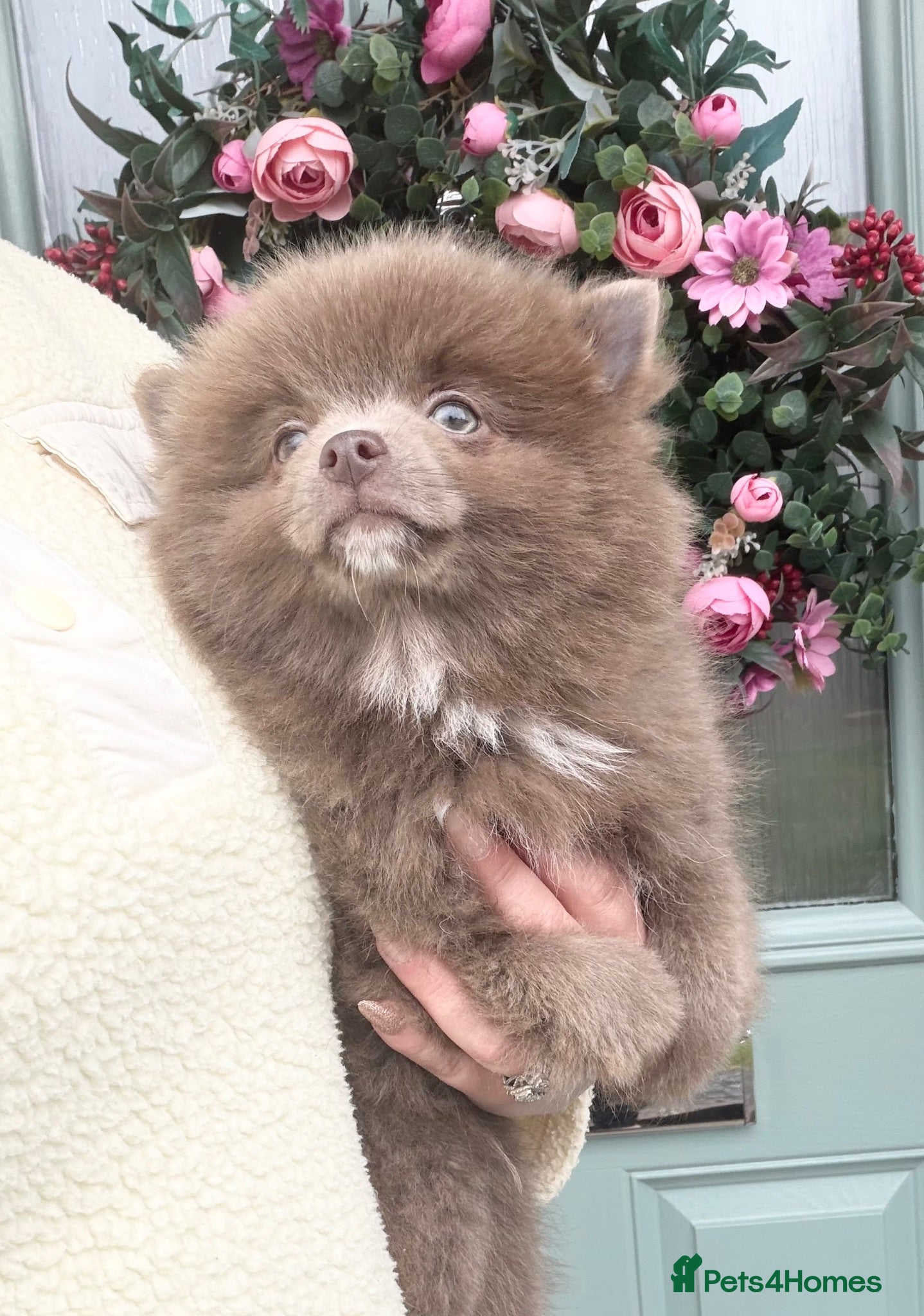 Pomchi dogs ❤️💙 Pomeranian Puppies 🐶  - Advert 1