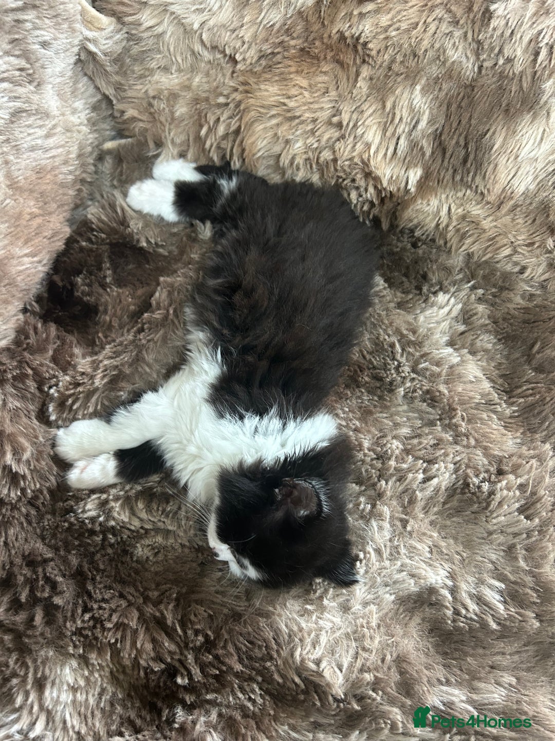 Mixed Breed cats for sale: Cute British Mix Kittens Looking for New Homes - Image 15