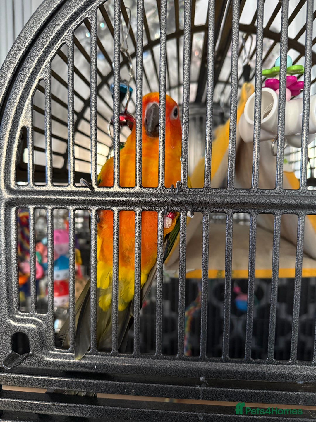 Conures birds for sale: Meeka is around 5 month old  - Image 4