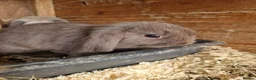 Mini Lop rabbits for sale: Baby Mini Lops - Advert 1