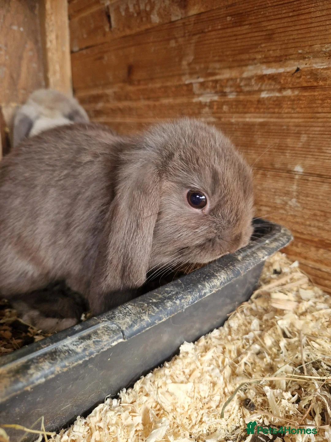 Mini Lop rabbits for sale: Baby Mini Lops - Advert 1