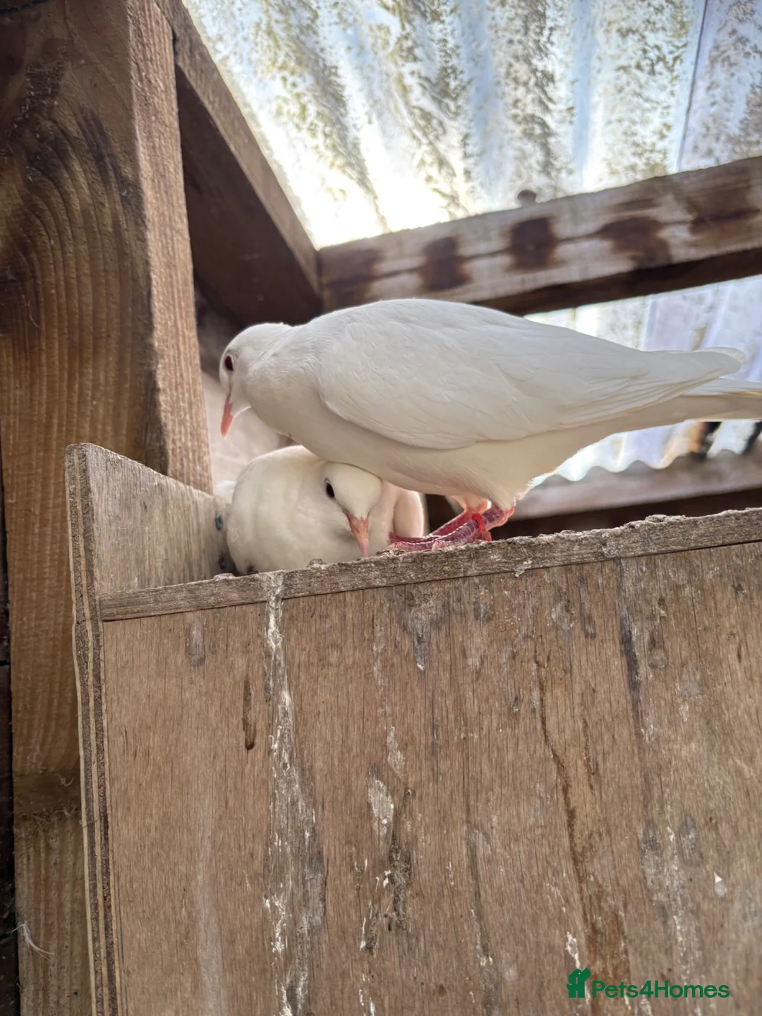 Doves birds for sale: 2025 Closed Rung Java Doves for Sale in Grantham - Advert 5