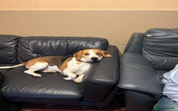 Beagle dogs for sale: Archie the Beagle for sale  - Image 2