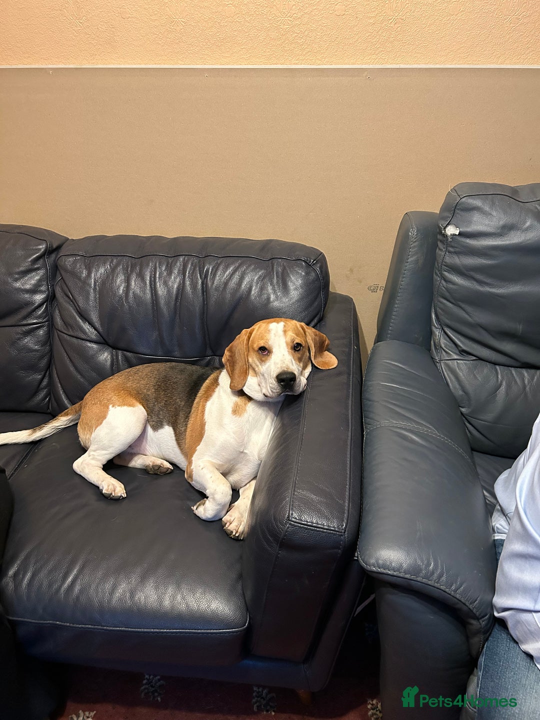 Beagle dogs for sale: Archie the Beagle for sale  - Image 2