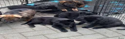 German Shepherd dogs for sale: Male Black German Shepherd Puppy - Advert 3