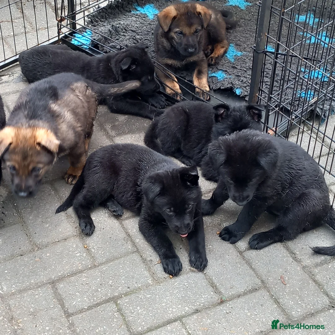 German Shepherd dogs for sale: Male Black German Shepherd Puppy - Advert 3