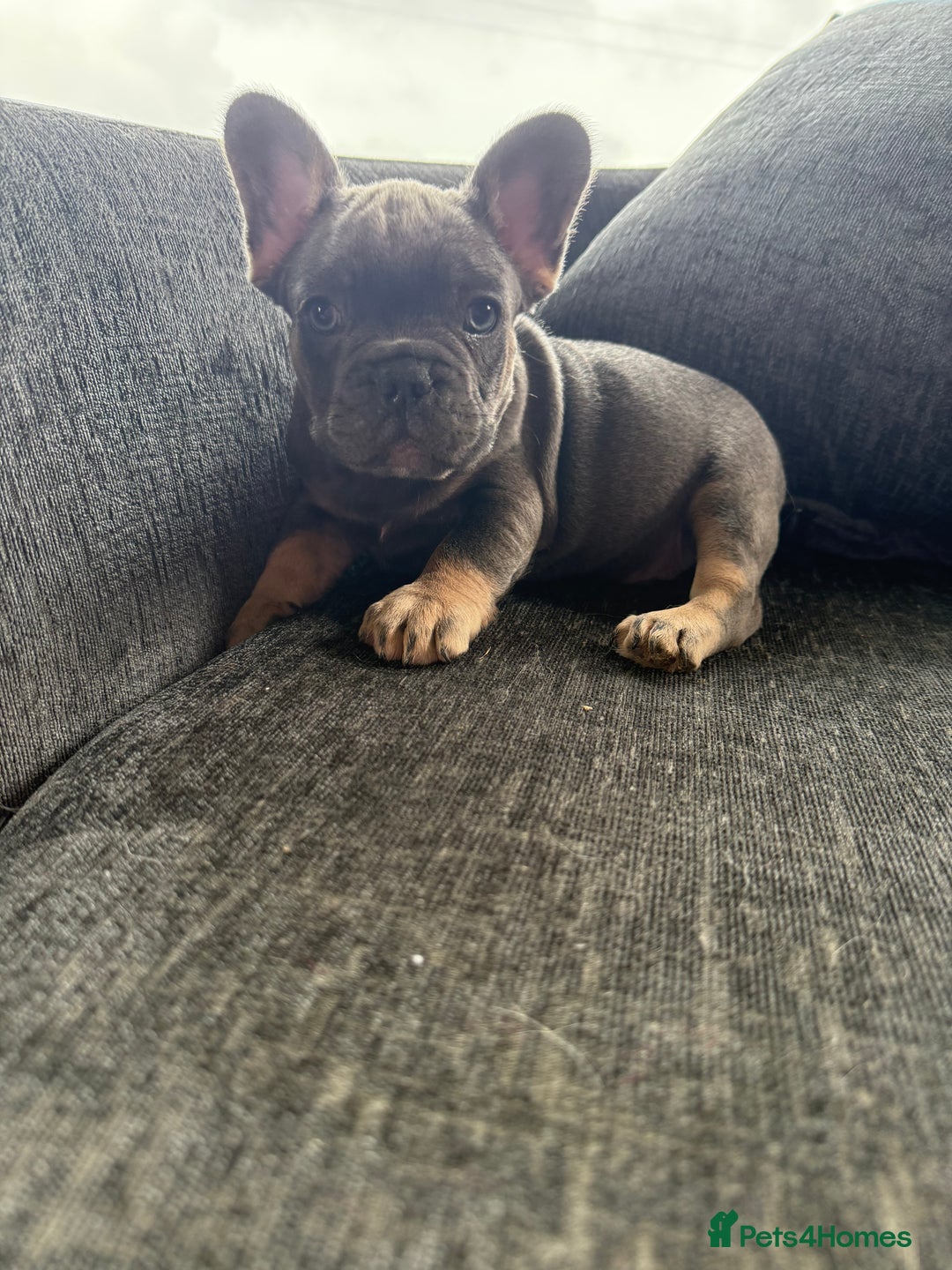 French Bulldog dogs for sale: French bulldog puppies  - Image 4