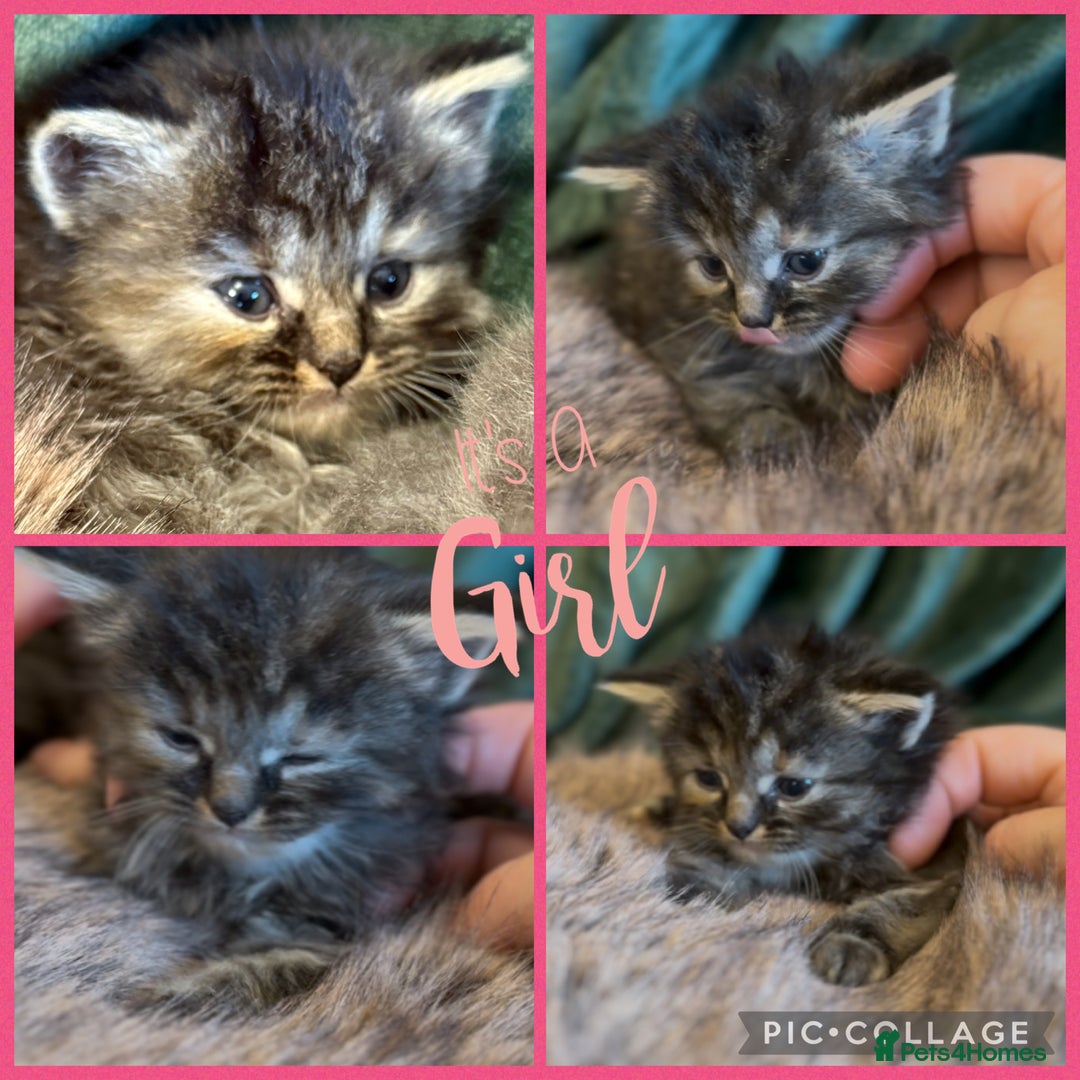 Ragdoll cats for sale: Ragdoll X Persian - Image 8