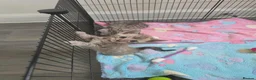 Bengal cats for sale: Championship F6 Beautiful Bengal Kittens ❤️ - Advert 9