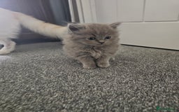Ragdoll cats for sale: Gorgeous Longhair Ragdoll Kittens - Image 16