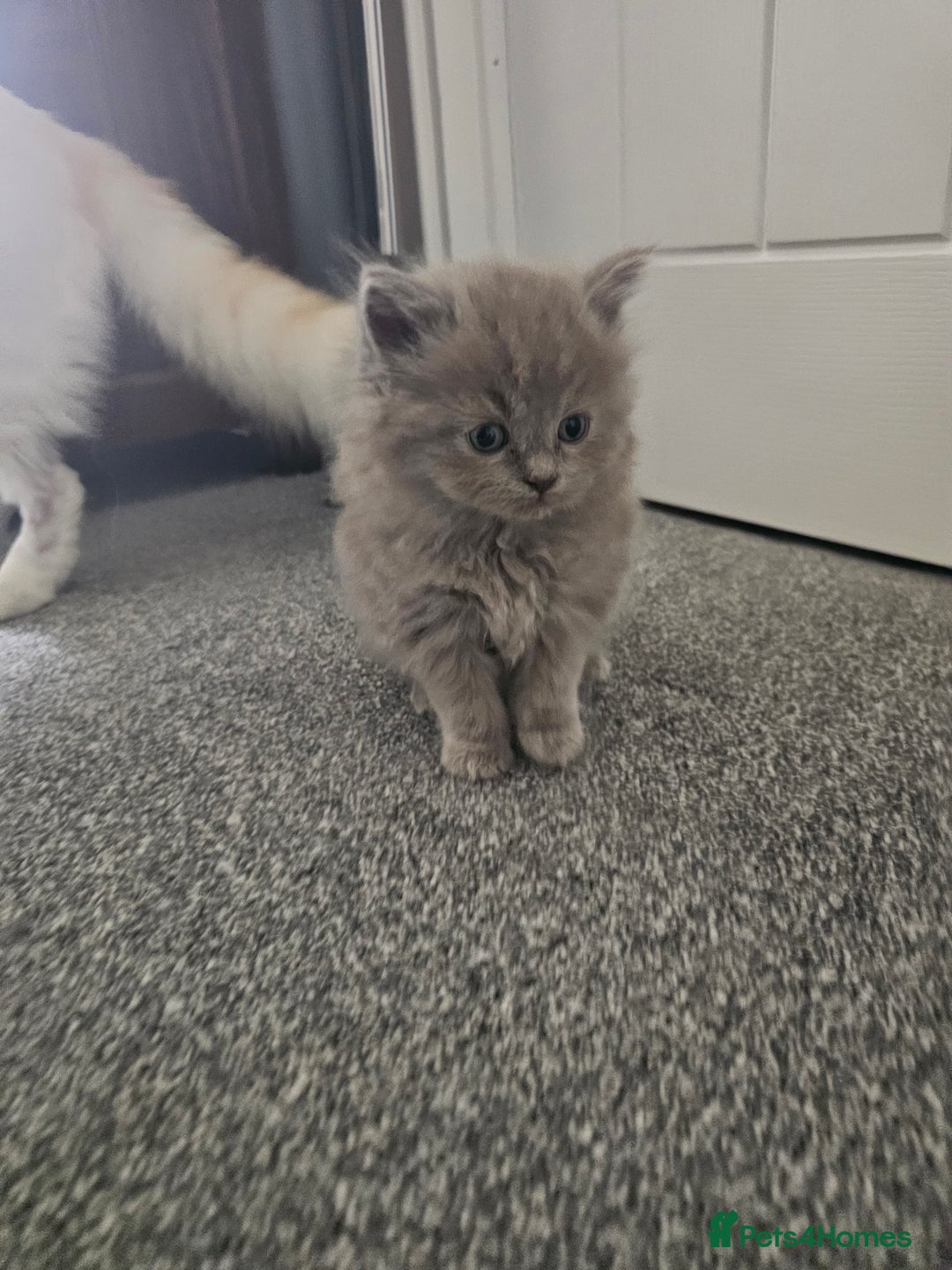 Ragdoll cats for sale: Gorgeous Longhair Ragdoll Kittens - Image 16