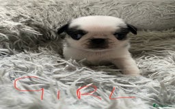 Pug dogs for sale: Beautiful litter of pugs health tested parents 🐶 - Image 4