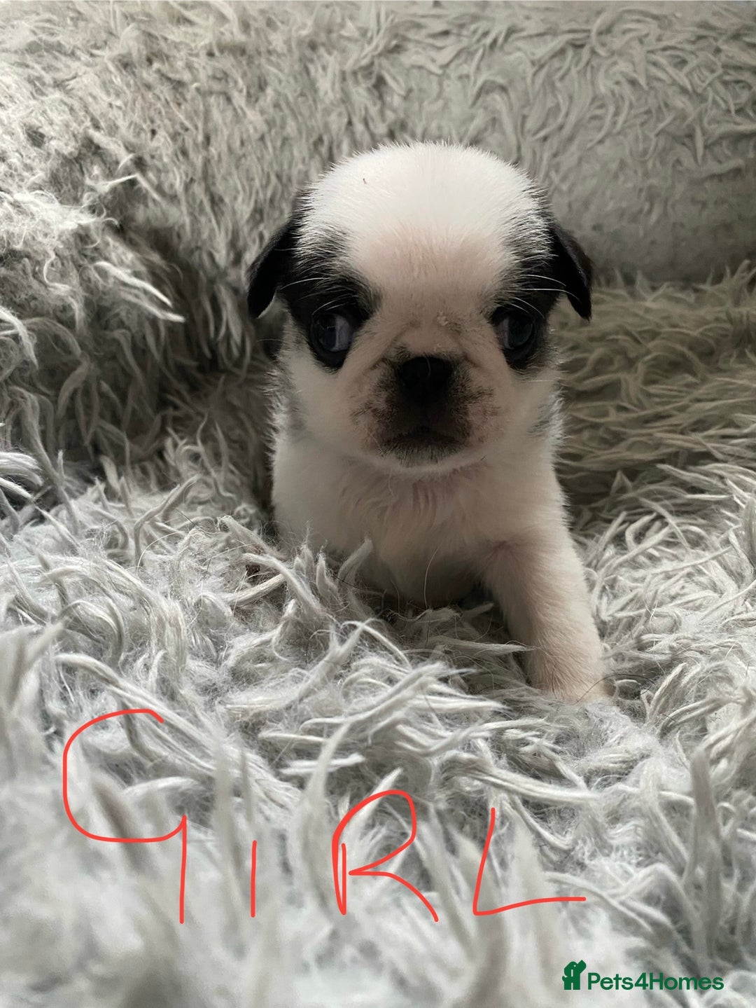 Pug dogs for sale: Beautiful litter of pugs health tested parents 🐶 - Image 4