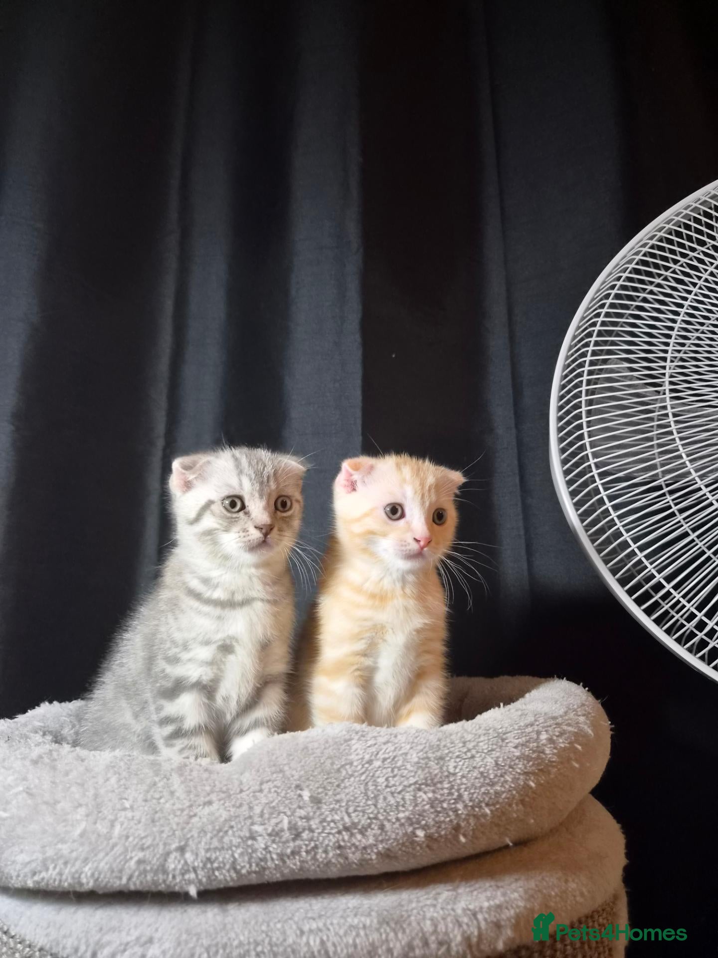 Scottish Fold cats Adorable scottish fold kittens  - Advert 1