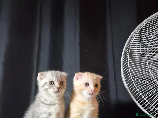 Scottish Fold cats Adorable scottish fold kittens - Advert 8