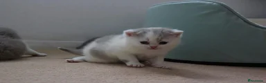 British Shorthair Kitten 4