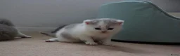British Shorthair cats for sale: Premium Quality BSH for Sale 🐾 - Advert 2