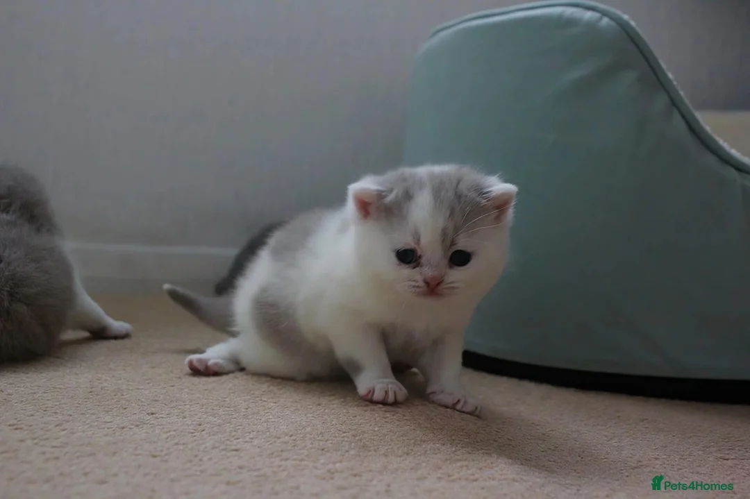 British Shorthair cats for sale: Premium Quality BSH for Sale 🐾 - Advert 2