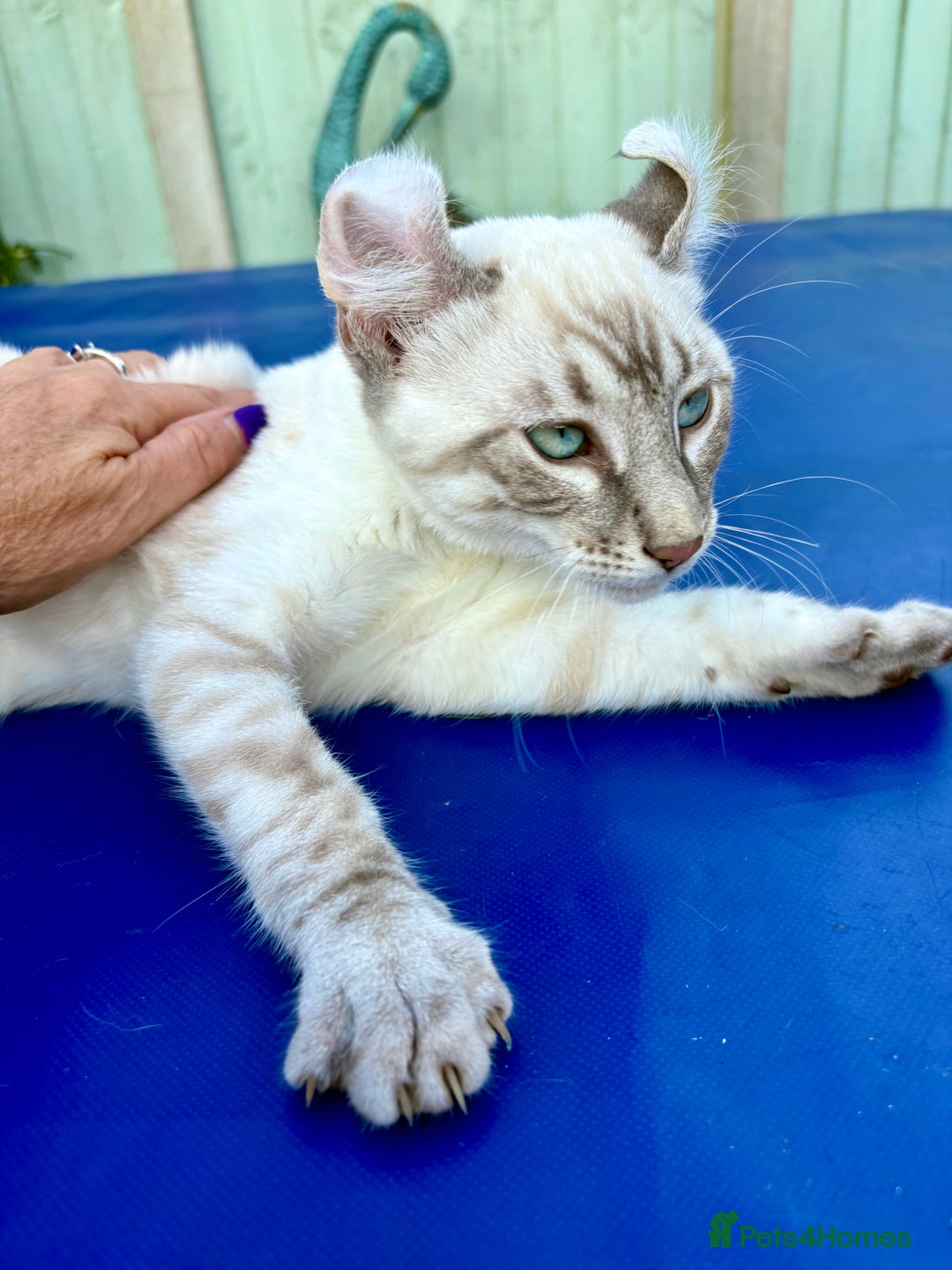 Bengal cats for sale: Stunning rare female  - Image 18