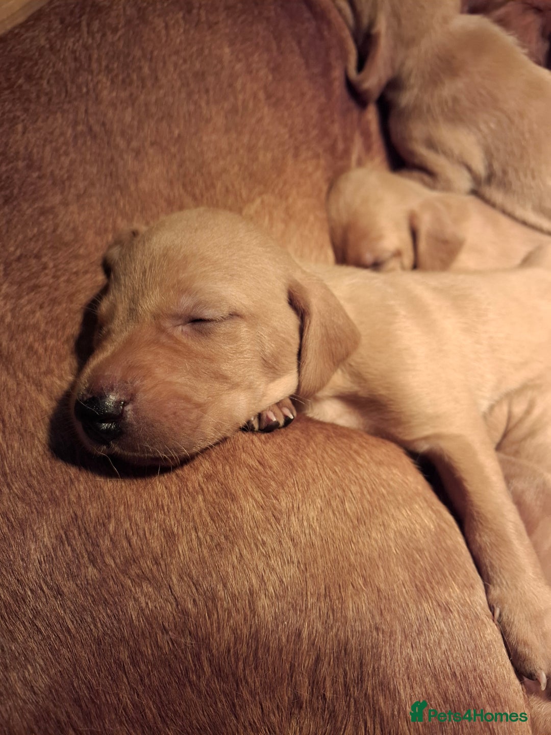 Mixed Breed dogs for sale: Vizla Labrador Puppies - Image 16