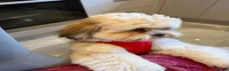 Lhasa Apso dogs for stud: STUD ONLY  - Advert 9
