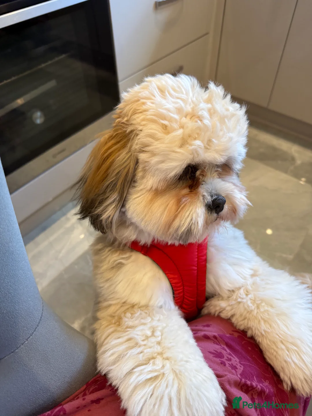 Lhasa Apso dogs for stud: STUD ONLY  - Advert 9