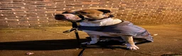 Mixed Breed dogs for sale: Cosmo - mixed breed - Advert 5