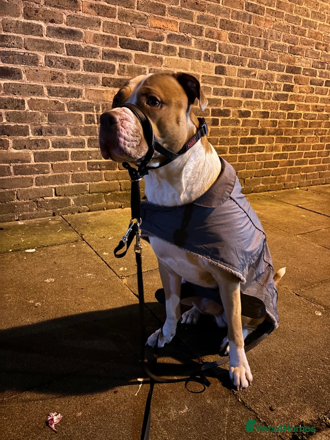 Mixed Breed dogs for sale: Cosmo - mixed breed - Advert 5