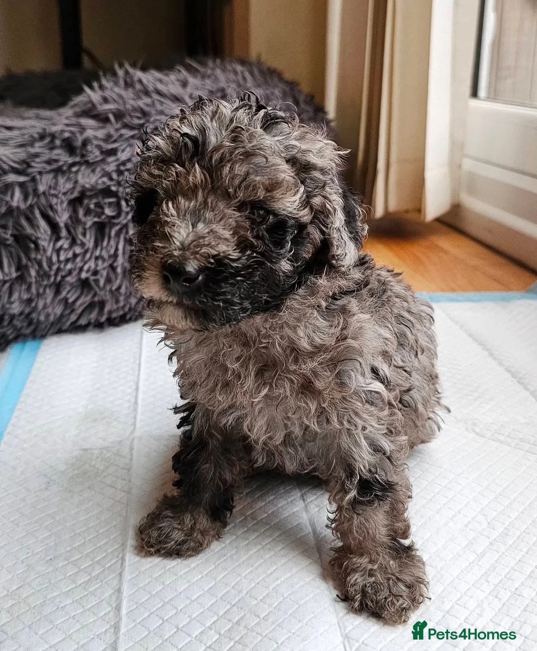 Maltipoo dogs for sale: Beautiful Maltipoos ready to go to loving homes - Advert 2