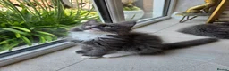 Maine Coon cats for sale: Top quality Mainecoon girls..Tica reg  - Advert 30