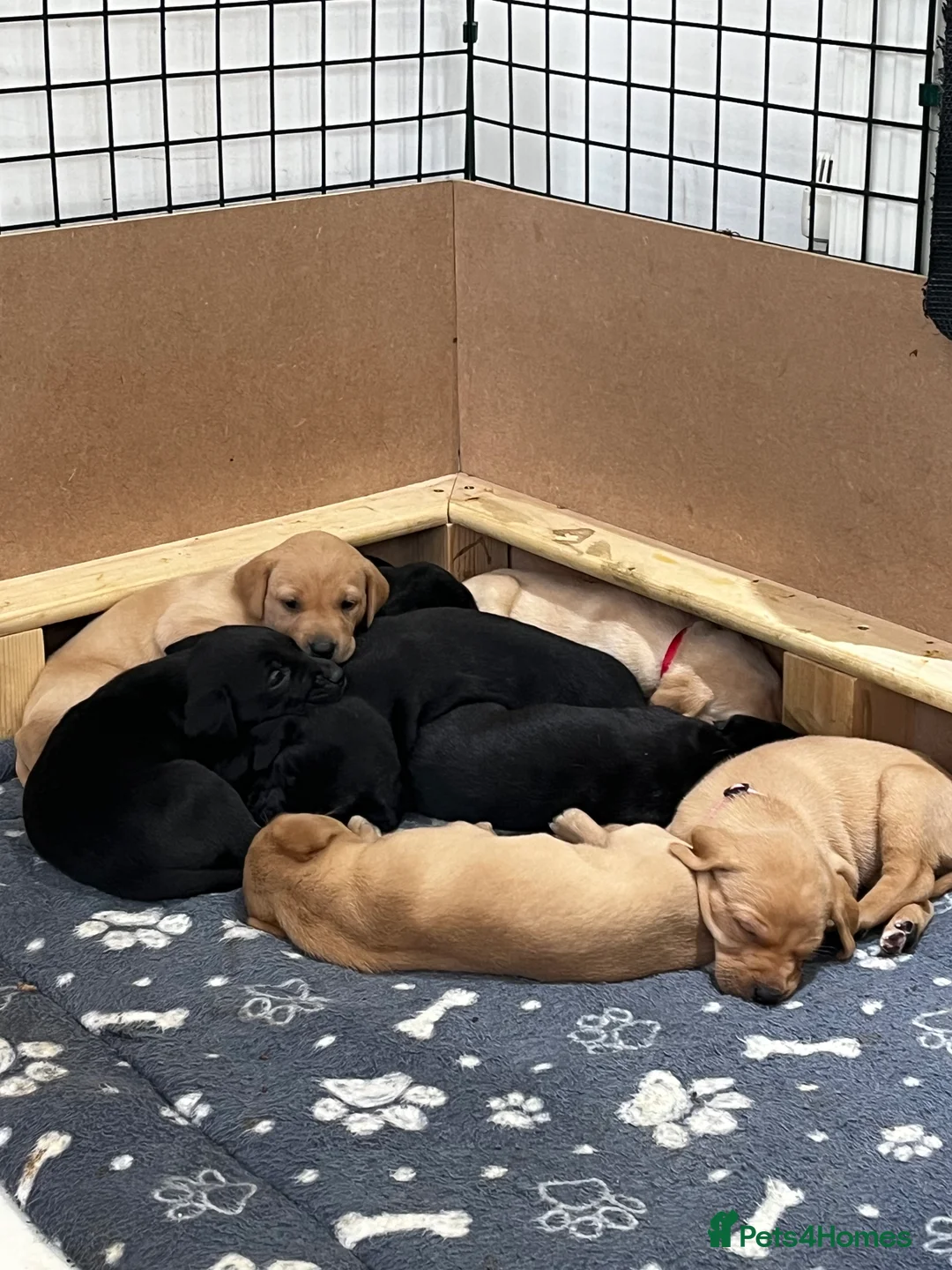 Labrador Retriever dogs for sale: Grayador Puppies - Advert 7