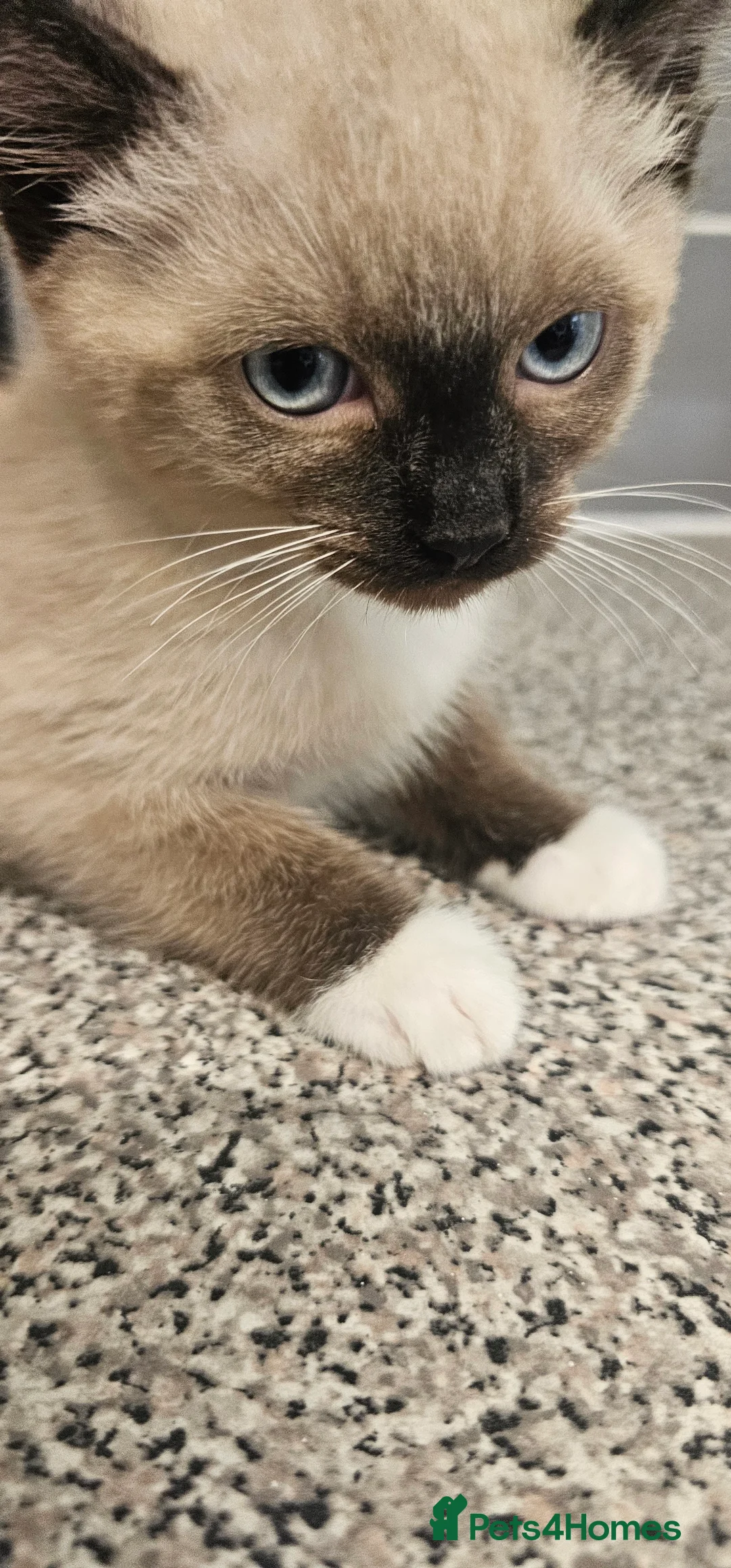Ragdoll cats for sale: Ragdoll kittens - Advert 7
