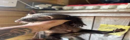 Ferret rodents for sale: Micro eu ferrets at 4 girls left 6 boys  - Advert 15