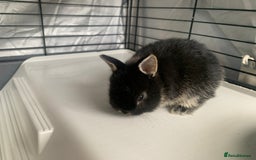 Netherland Dwarf rabbits for sale: Netherland Dwarf Bunnies - 6 left - Image 14
